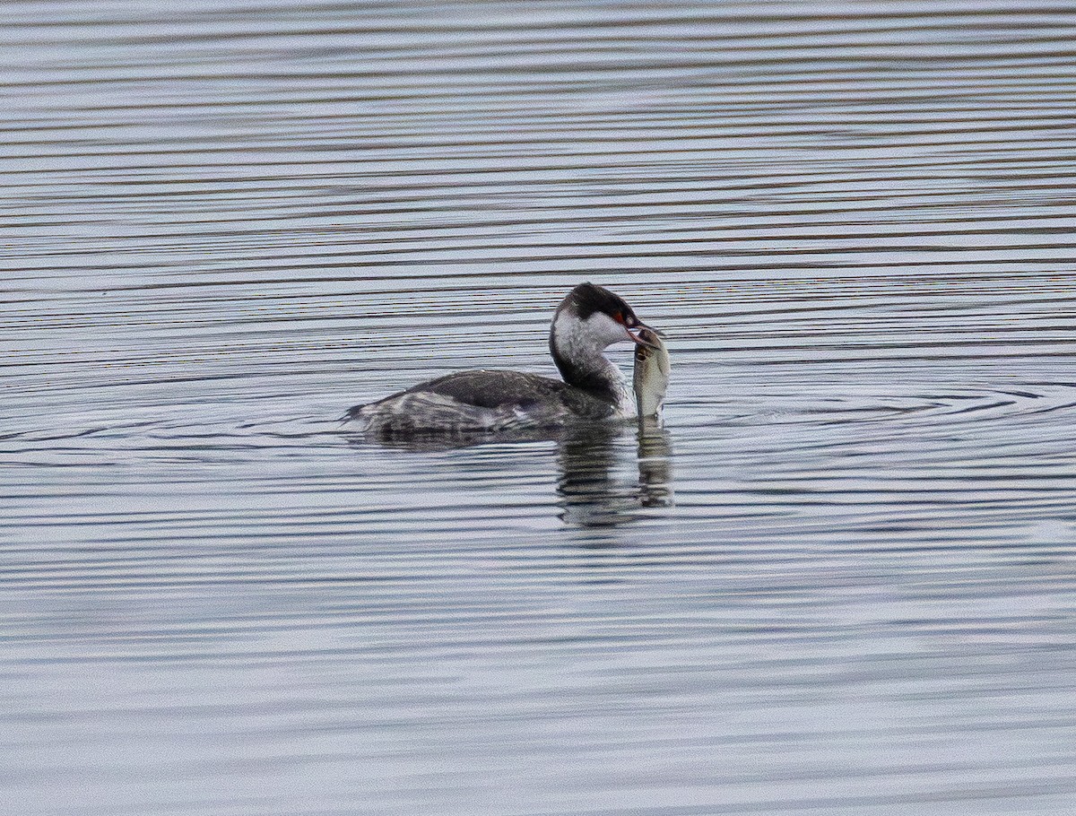 Horned Grebe - ML645700091