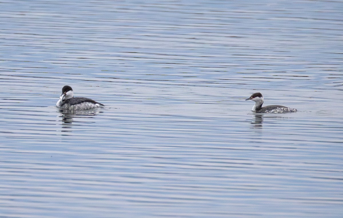 Horned Grebe - ML645700092