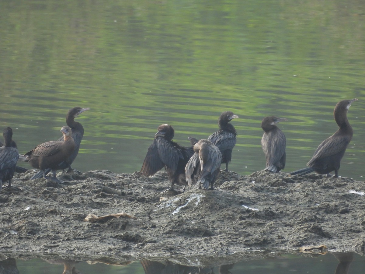 Little Cormorant - ML645700094