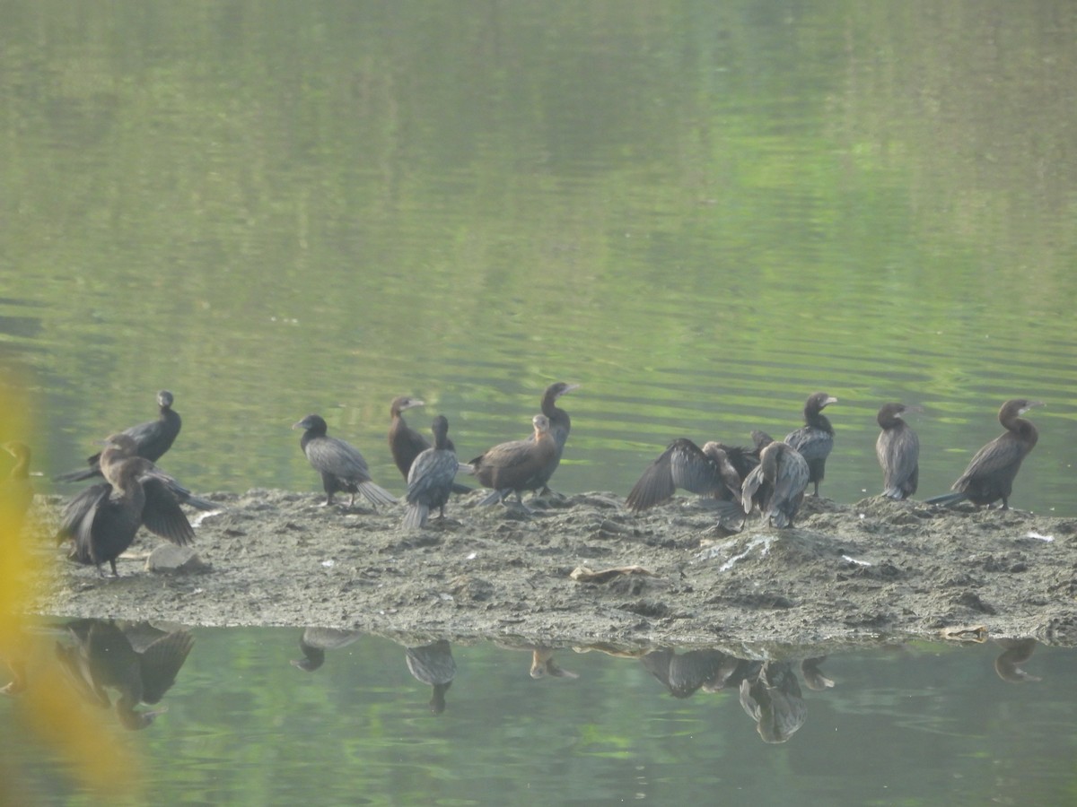 Little Cormorant - ML645700095