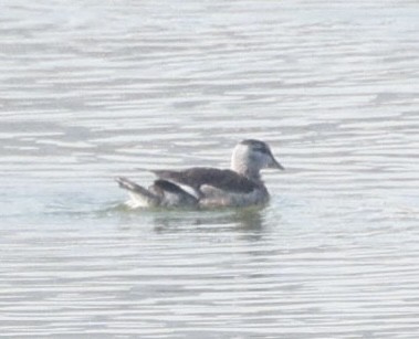 kachnička obojková - ML645700097