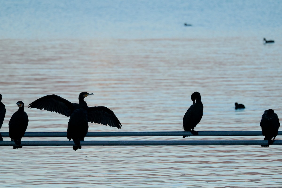 Great Cormorant - ML645700098