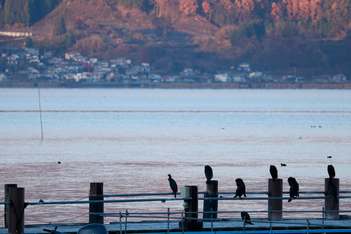 Great Cormorant - ML645700099