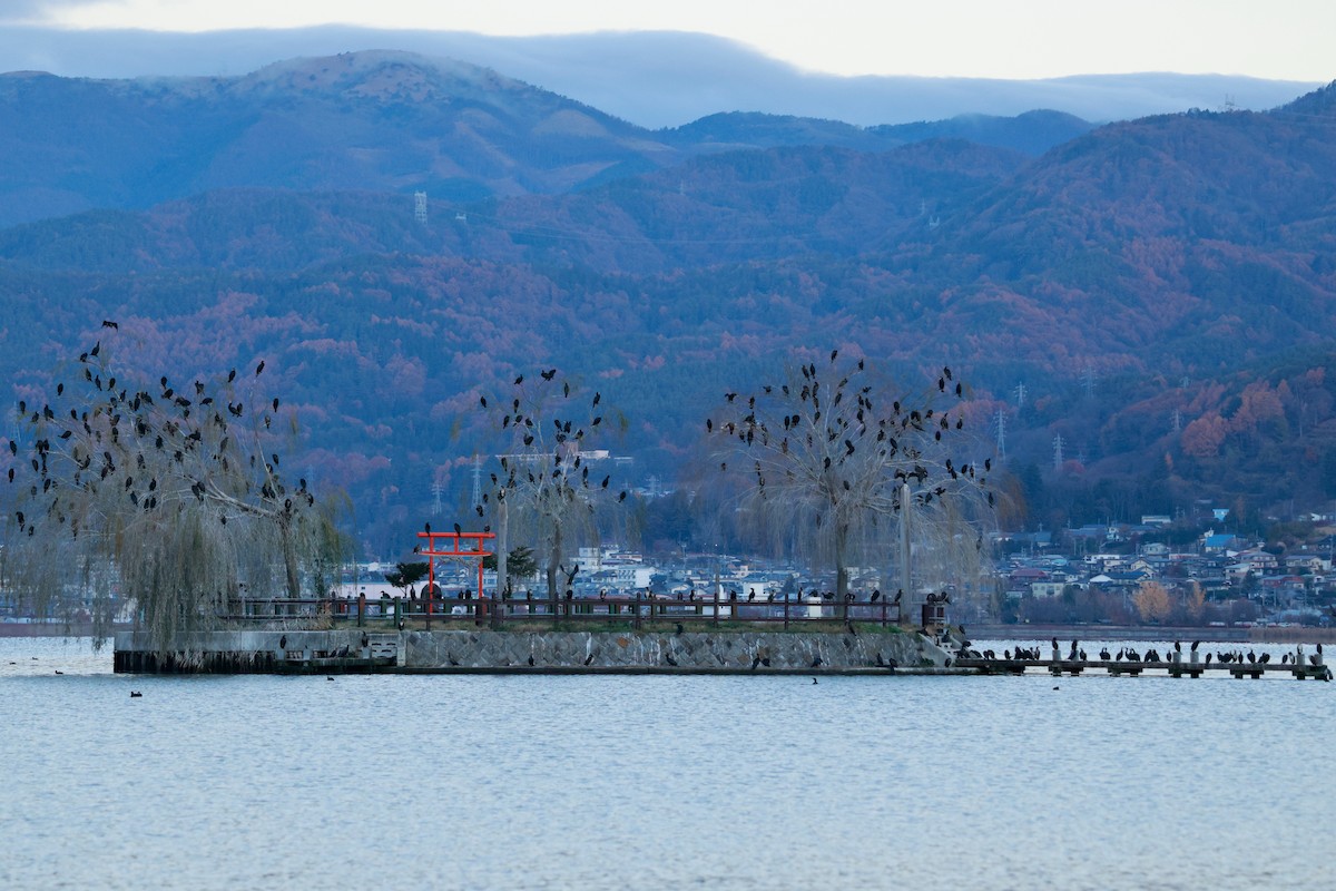 Большой баклан - ML645700100