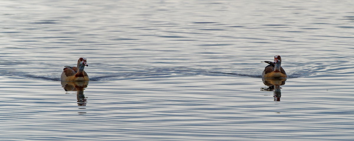 Egyptian Goose - ML645700101