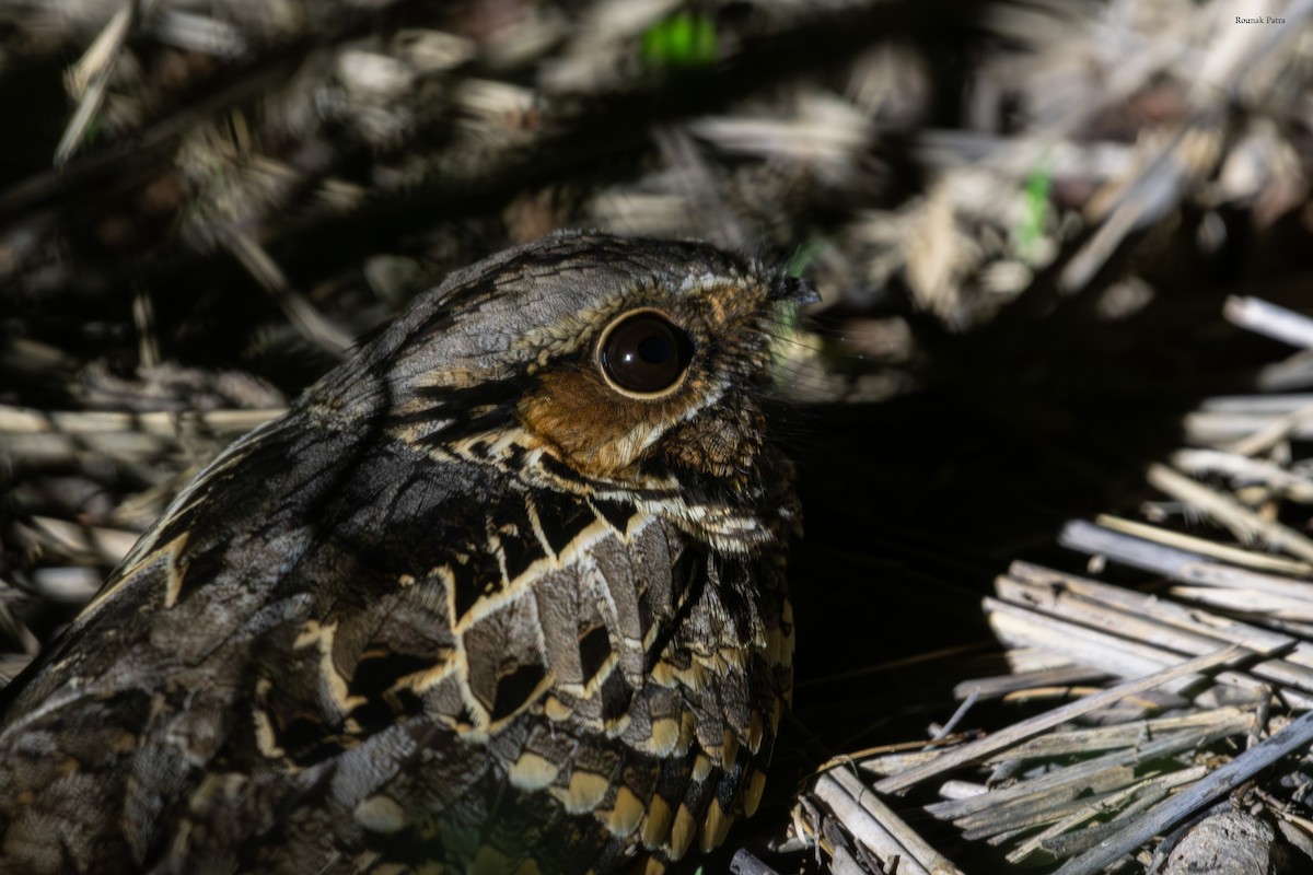 Common Pauraque - ML645700102