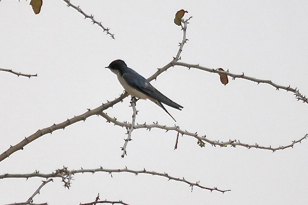 Pearl-breasted Swallow - ML645700103
