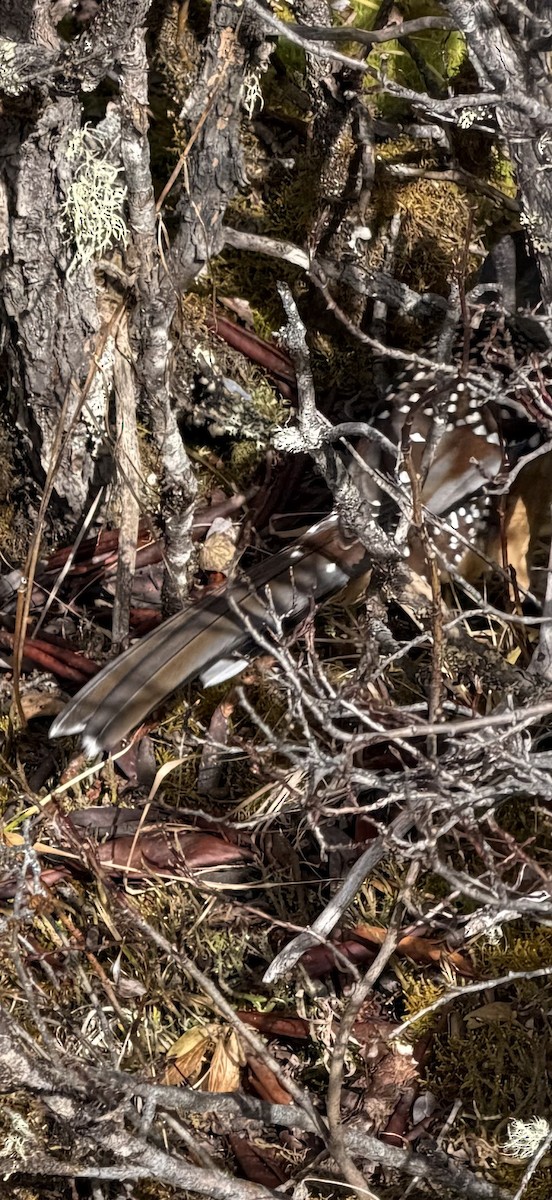 Giant Laughingthrush - ML645700105