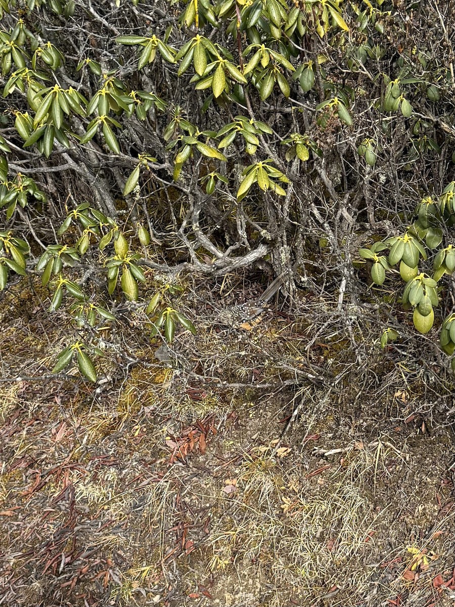 Giant Laughingthrush - ML645700107