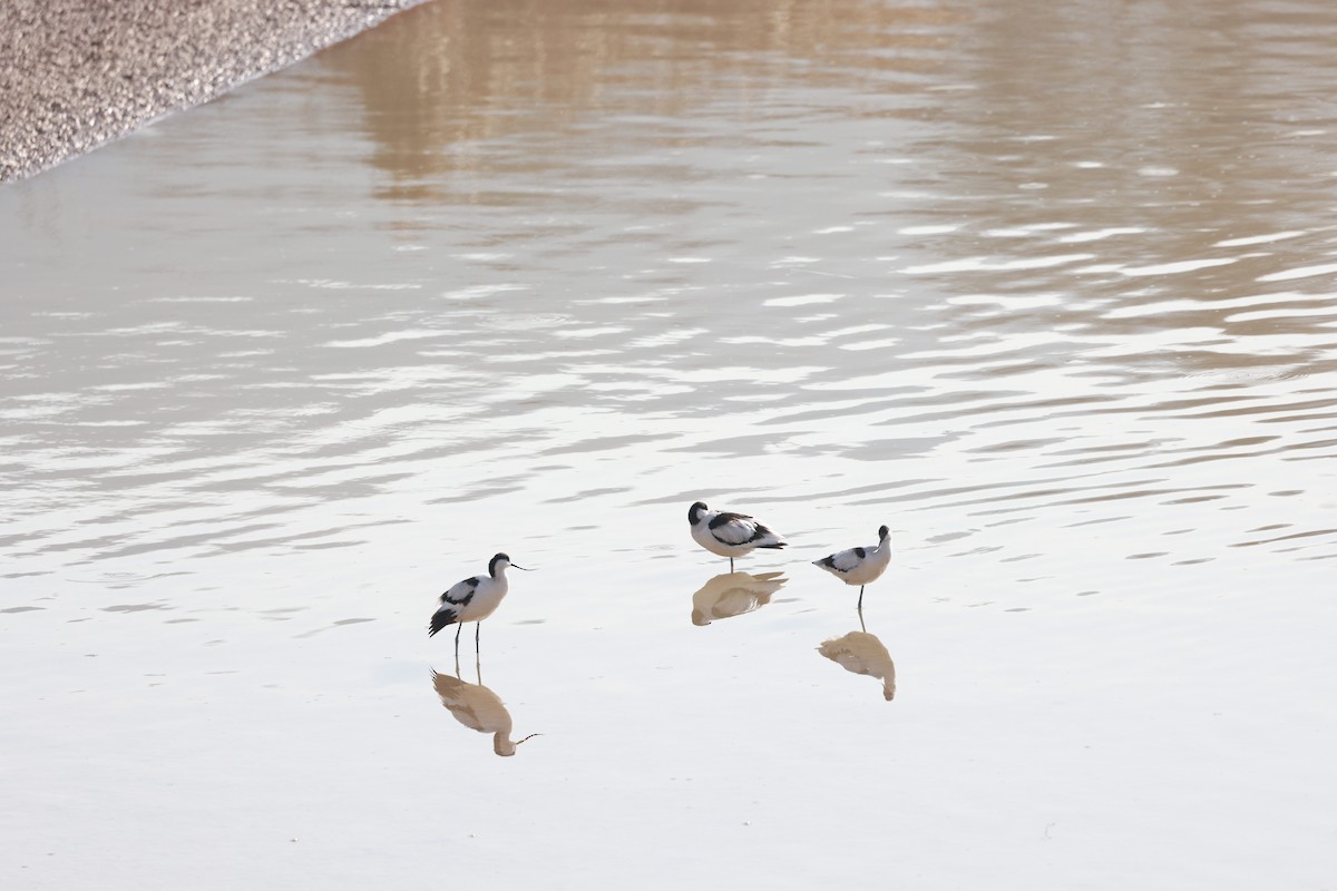 tenkozobec opačný - ML645700108