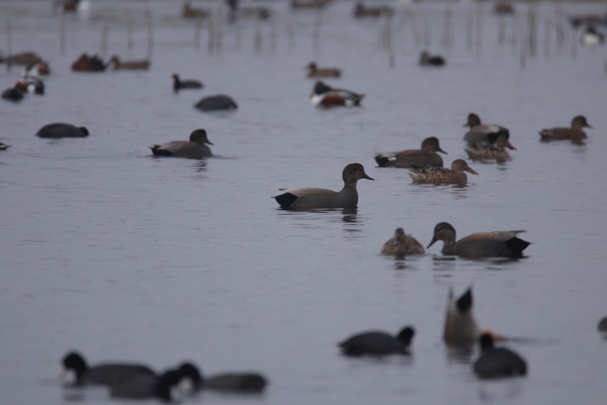 Gadwall - ML645700109
