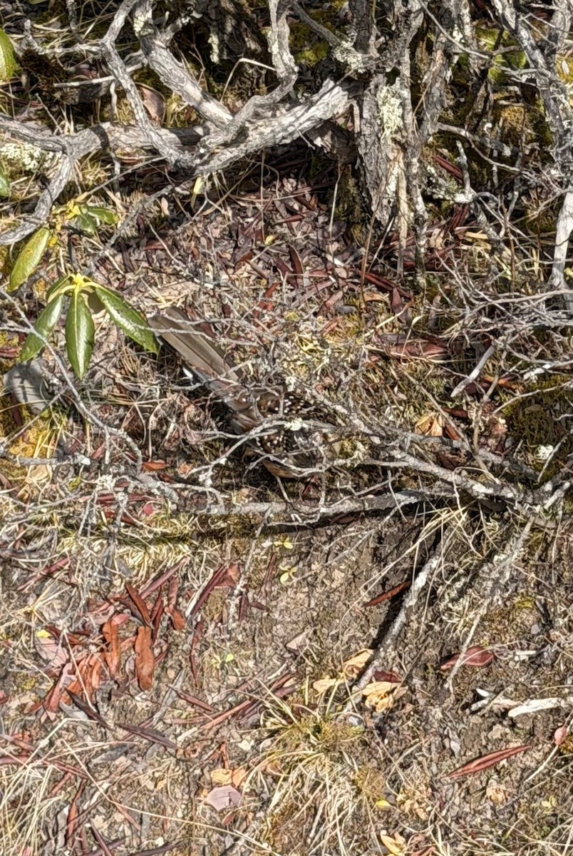 Giant Laughingthrush - ML645700117