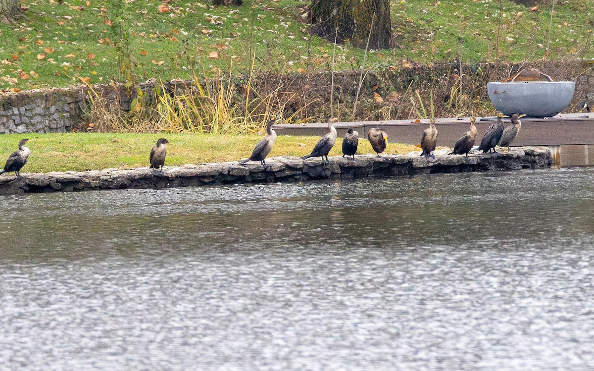 Double-crested Cormorant - ML645700120