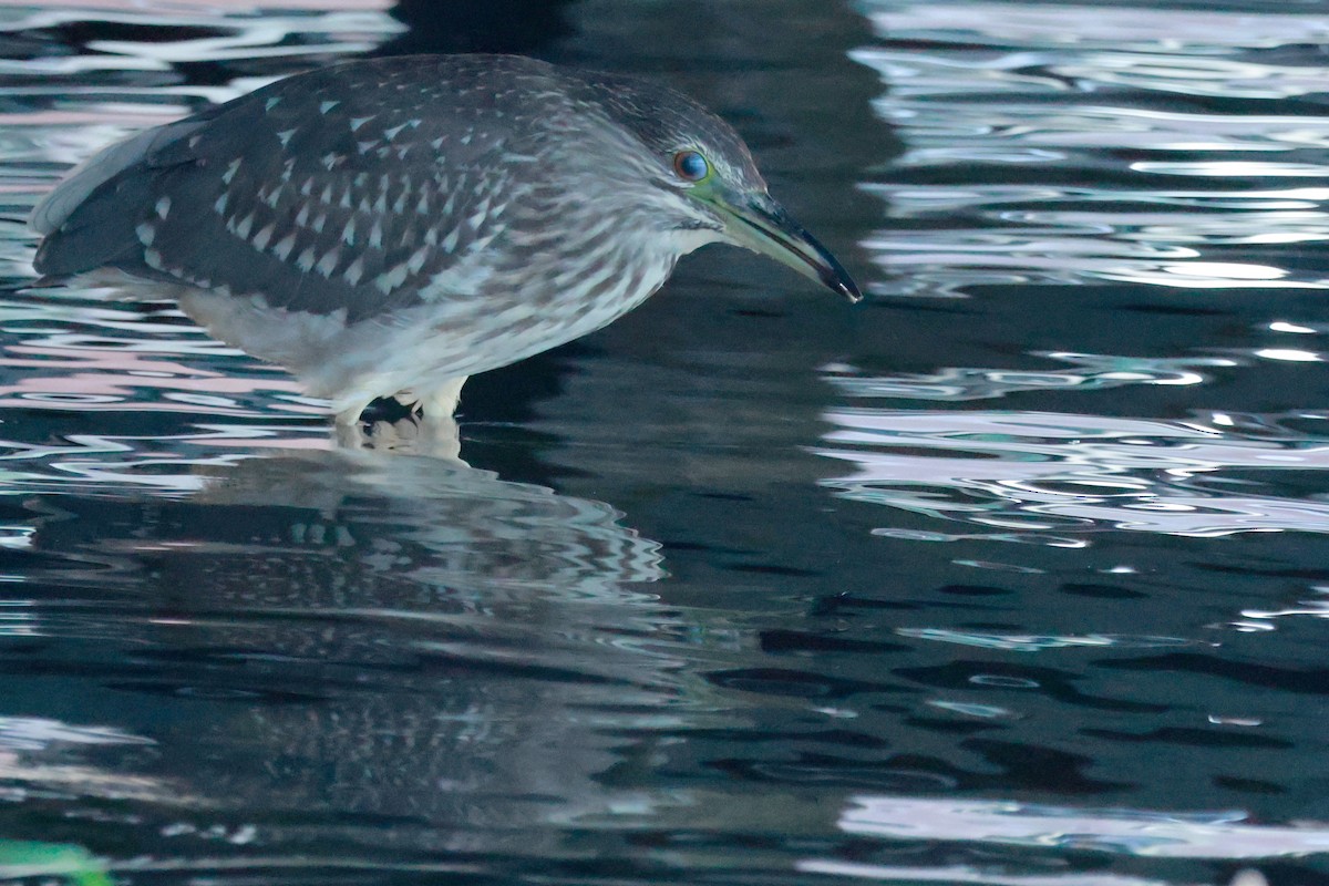 Кваква - ML645700121