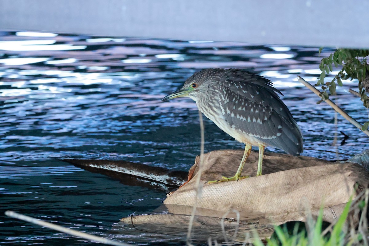 Кваква - ML645700122