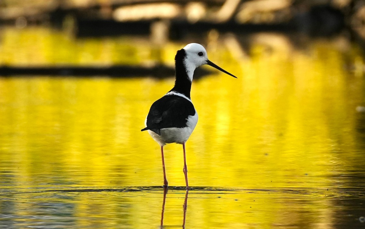 Австралийский ходулочник - ML645700123