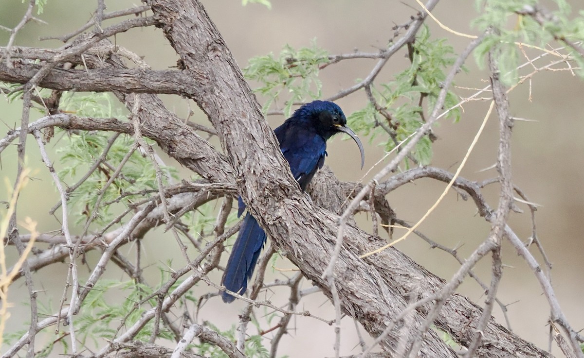 Саблеклювый древесный удод - ML645700124