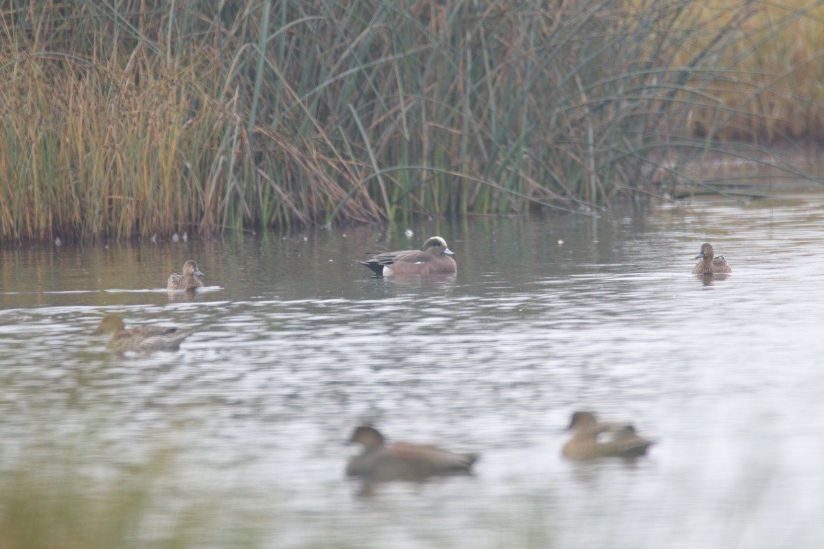 Американская свиязь - ML645700130