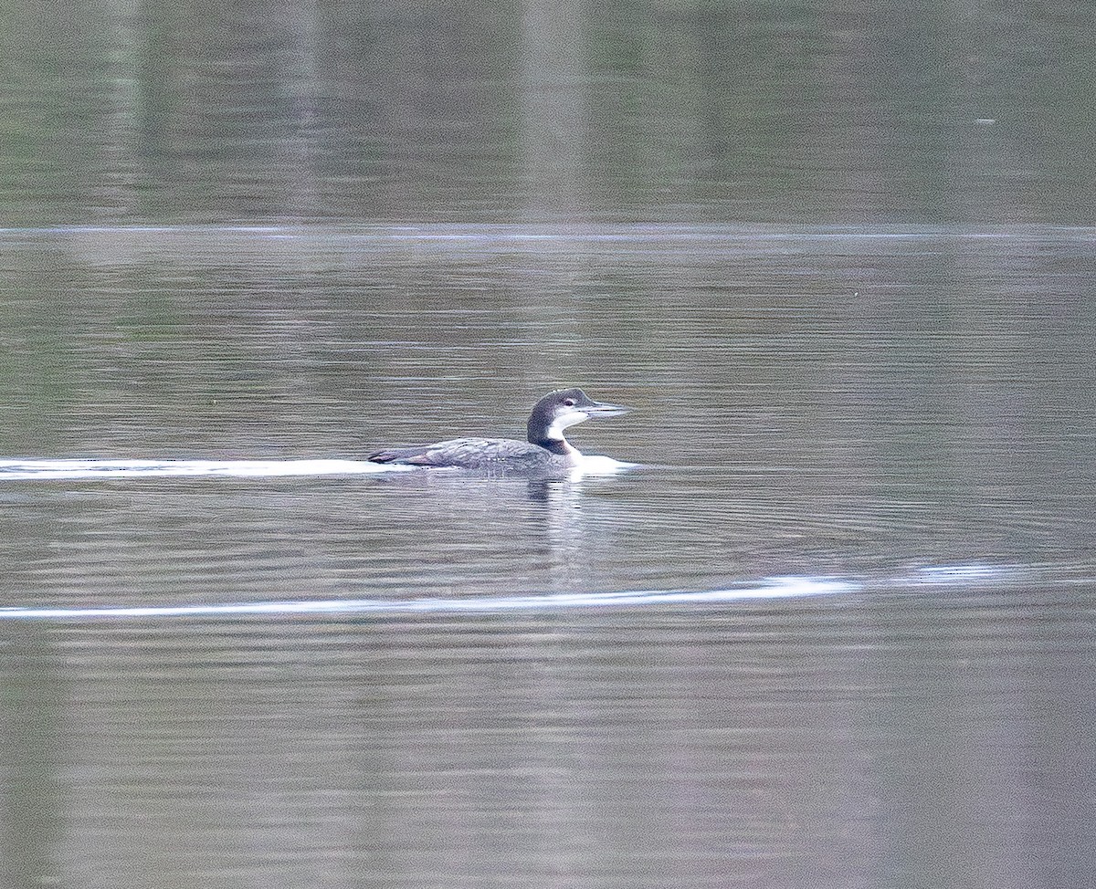 Черноклювая гагара - ML645700132