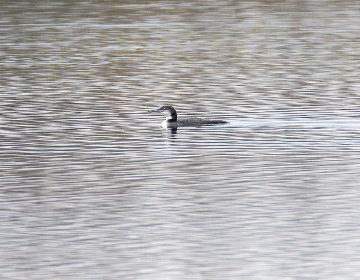 Черноклювая гагара - ML645700133