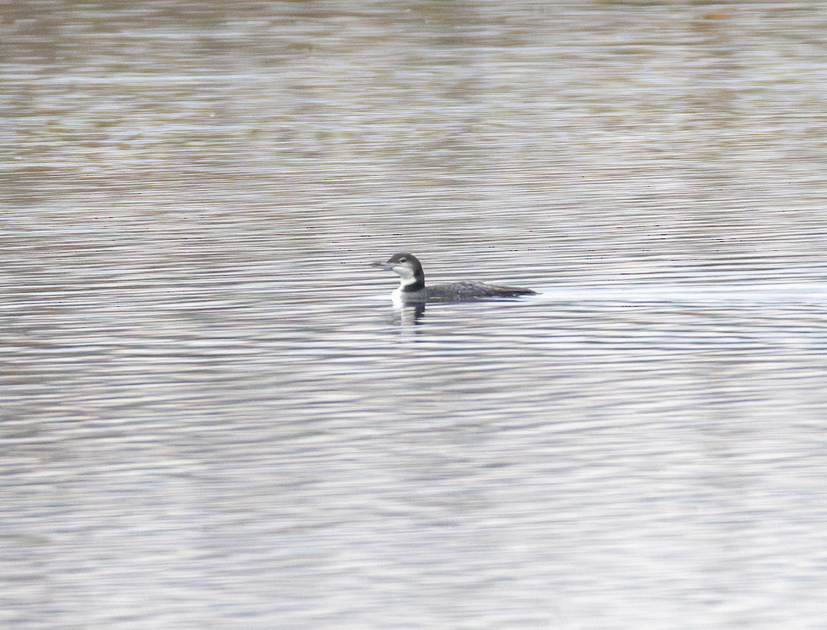 Черноклювая гагара - ML645700134