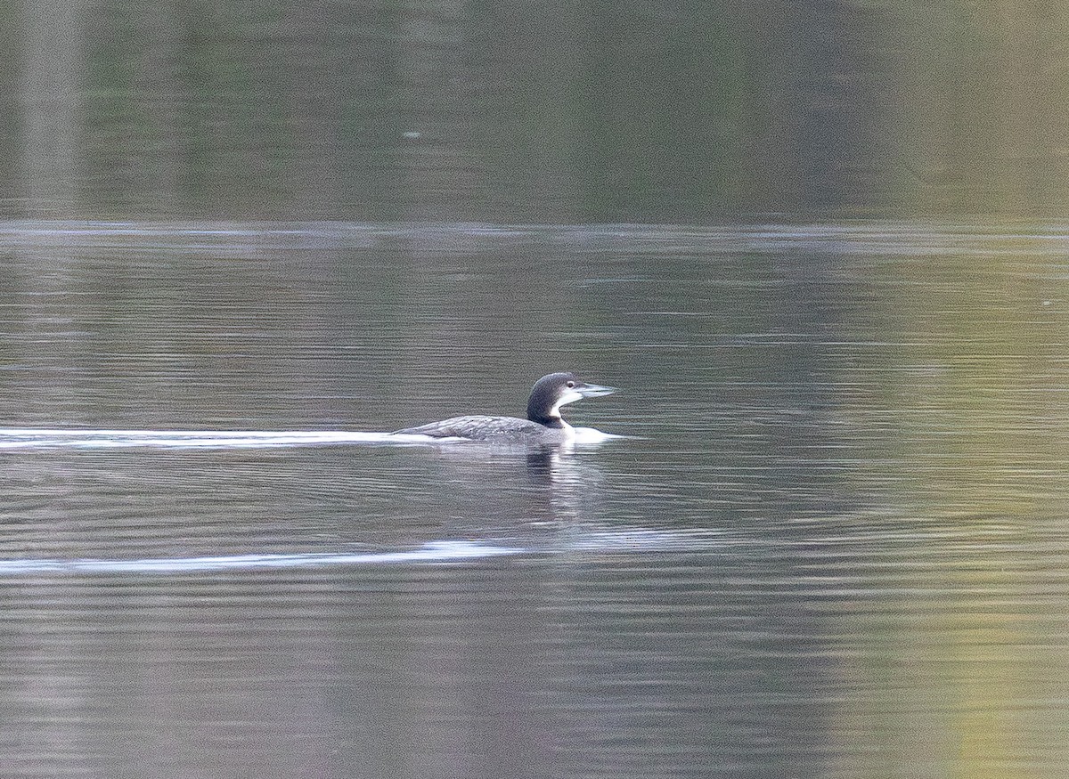 Черноклювая гагара - ML645700135