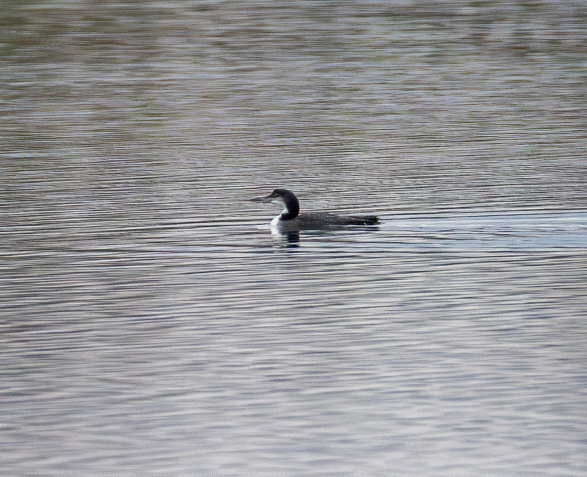 Черноклювая гагара - ML645700136
