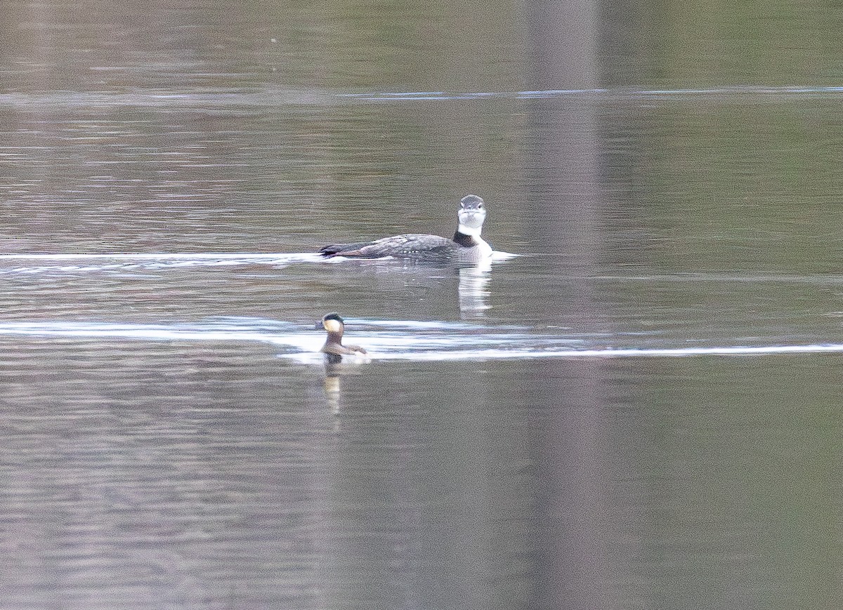 Черноклювая гагара - ML645700137