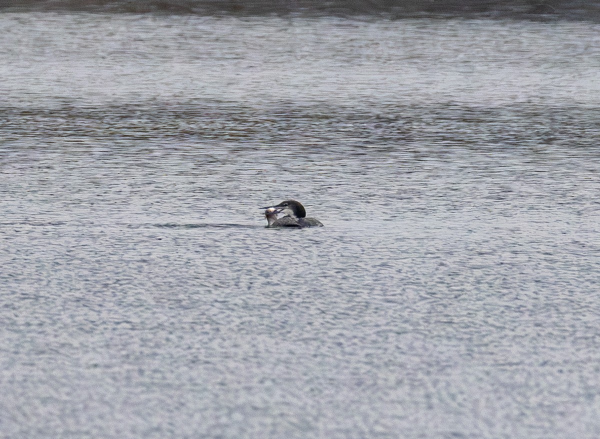 Черноклювая гагара - ML645700138