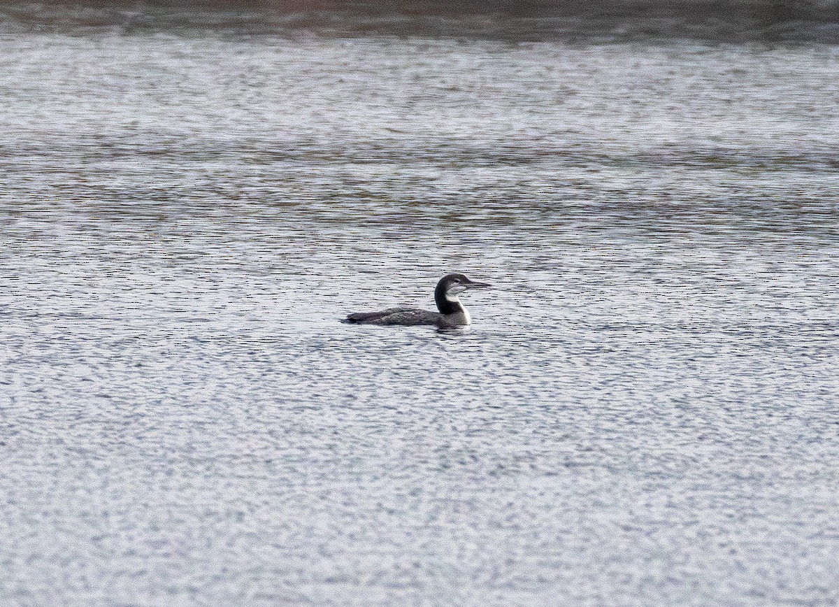 Черноклювая гагара - ML645700139