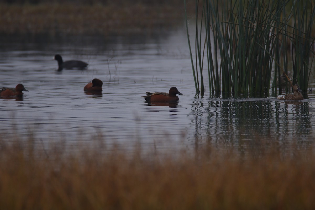 Коричневый чирок - ML645700143