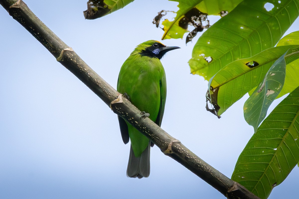 Золотолобая листовка - ML645700144