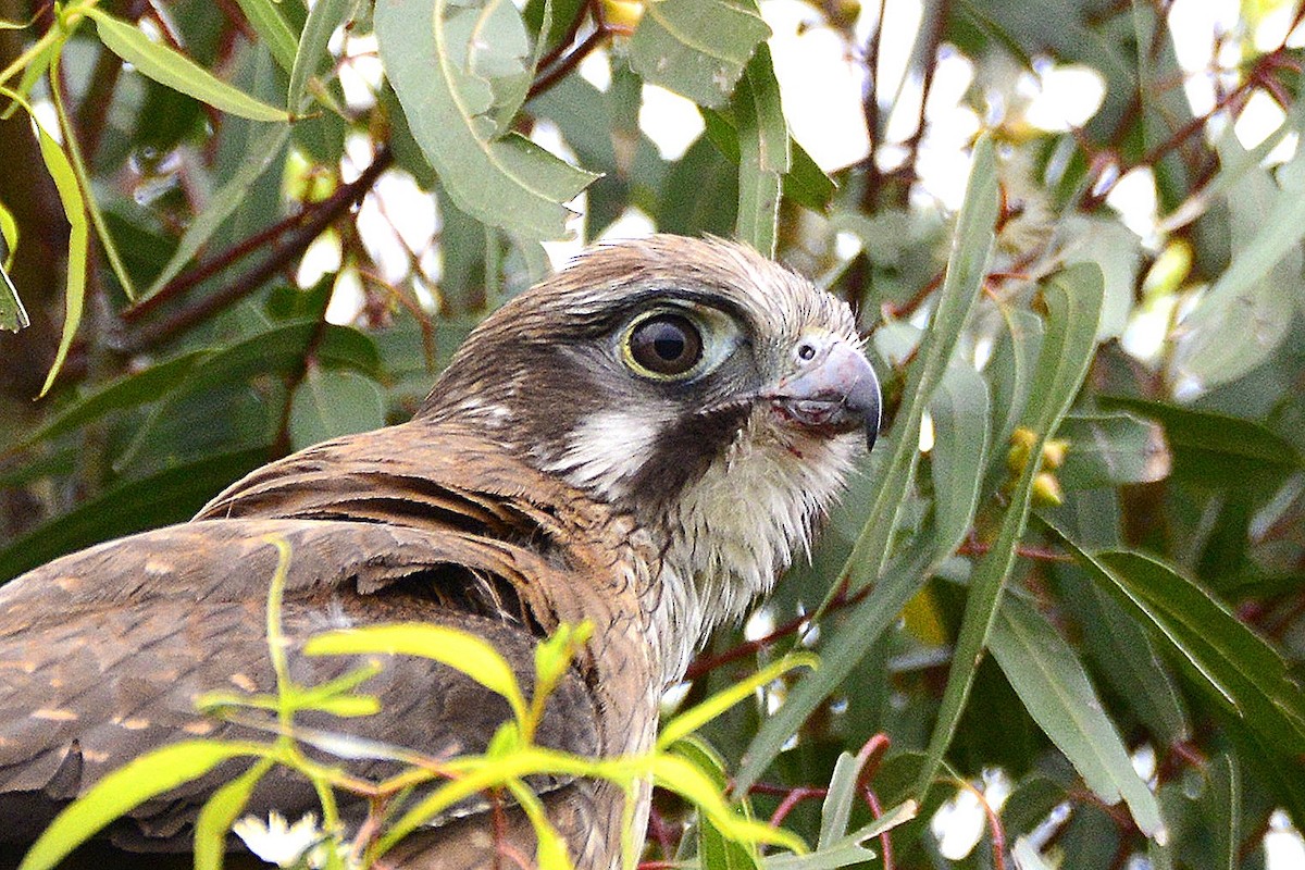 Беригора - ML645700146