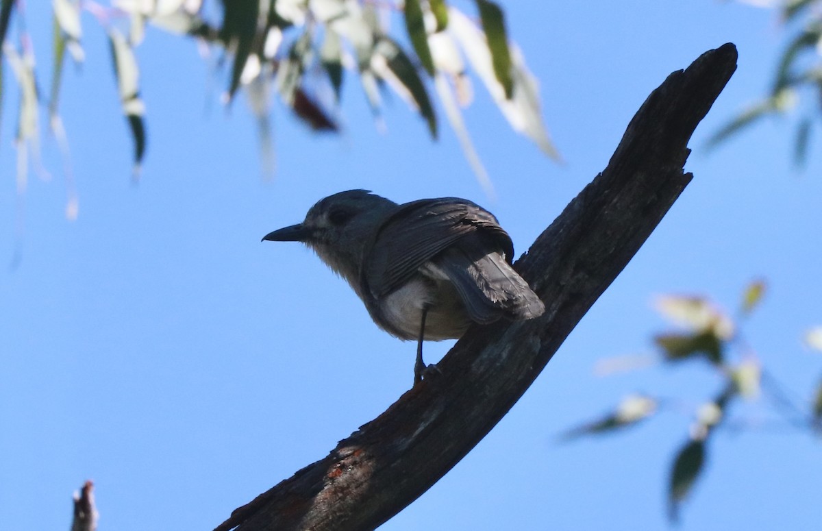 Серогрудый питуи - ML645700147