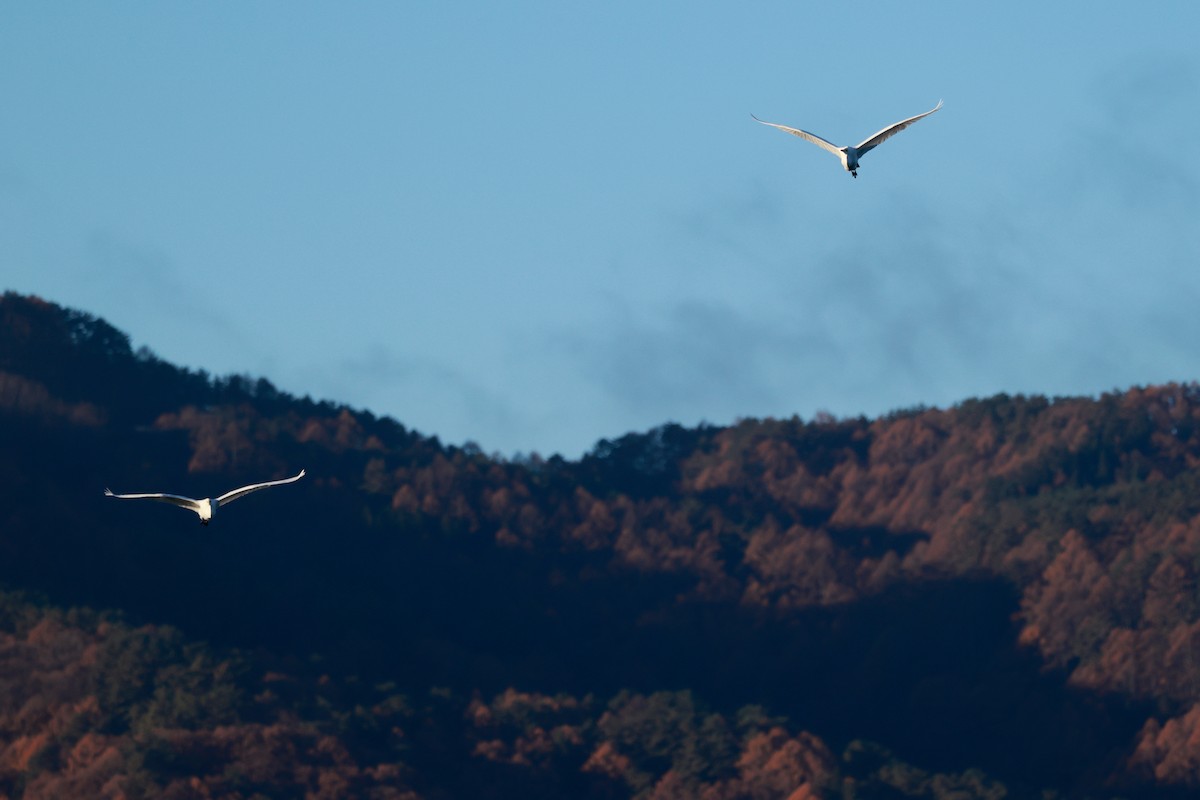 Garceta Grande - ML645700150