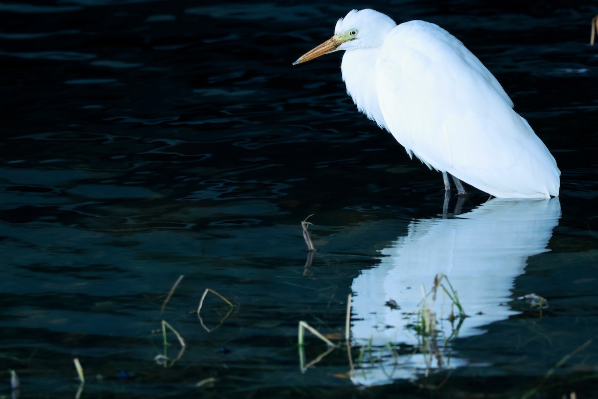 Garceta Grande - ML645700151