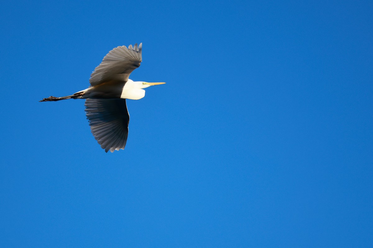 Garceta Grande - ML645700152