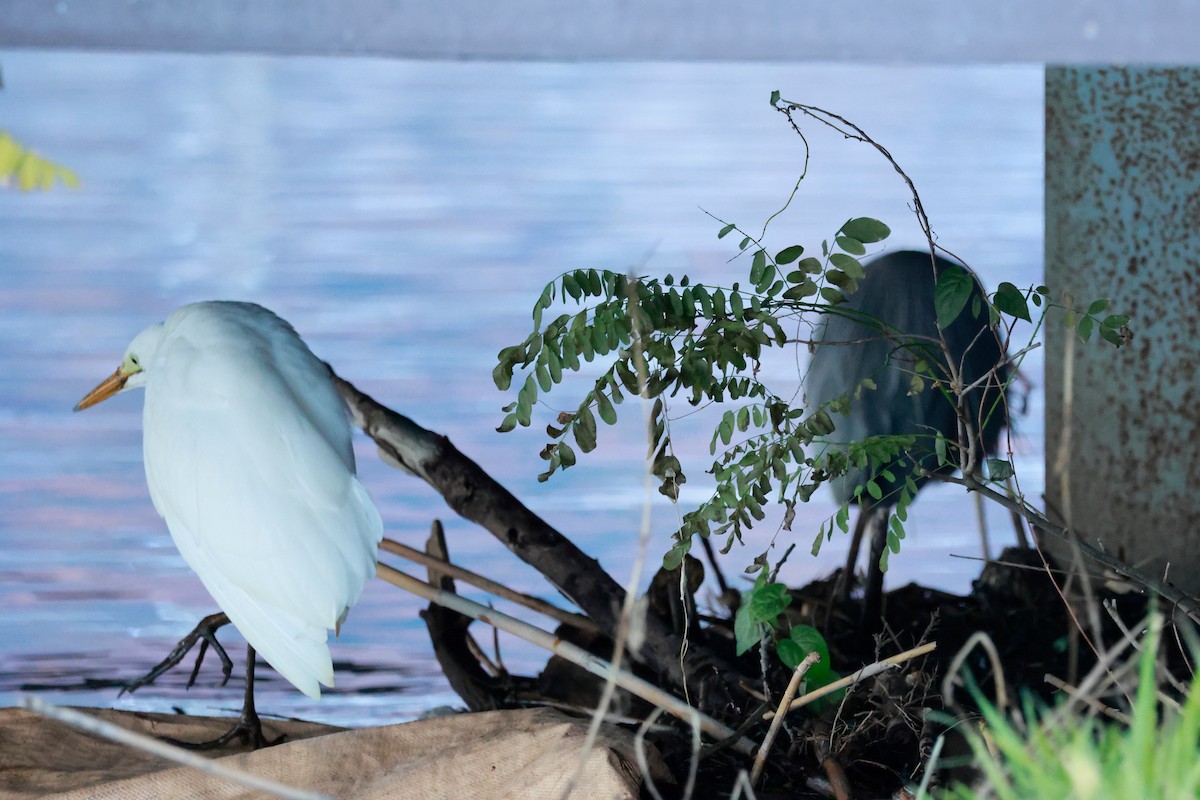 Garceta Grande - ML645700153