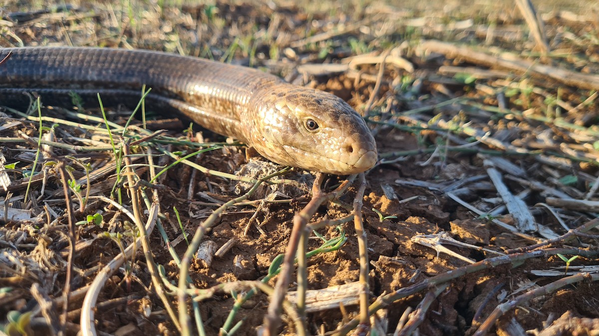 European Glass Lizard - ML645700158