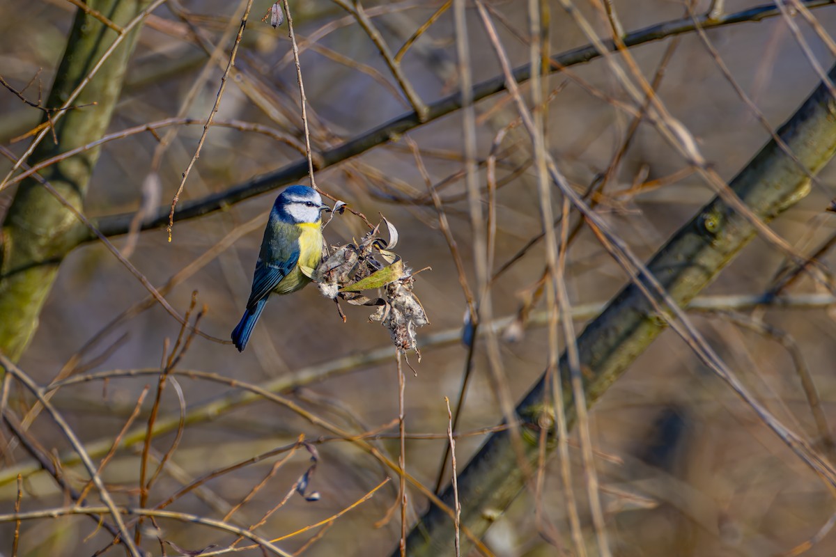 Eurasian Blue Tit - ML645700165