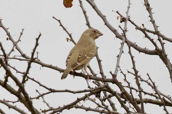Red-headed Finch - ML645700166