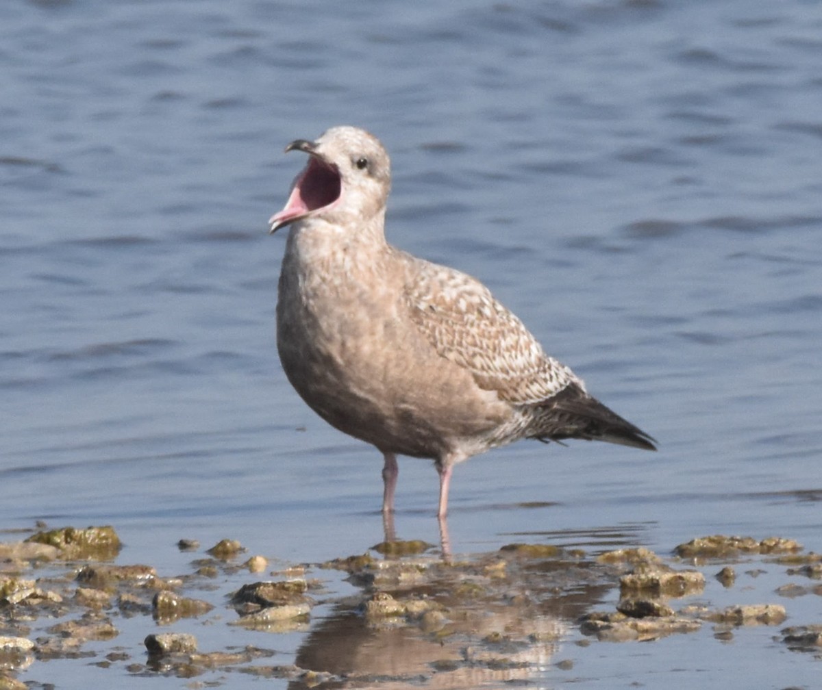 American Herring Gull - ML645700172