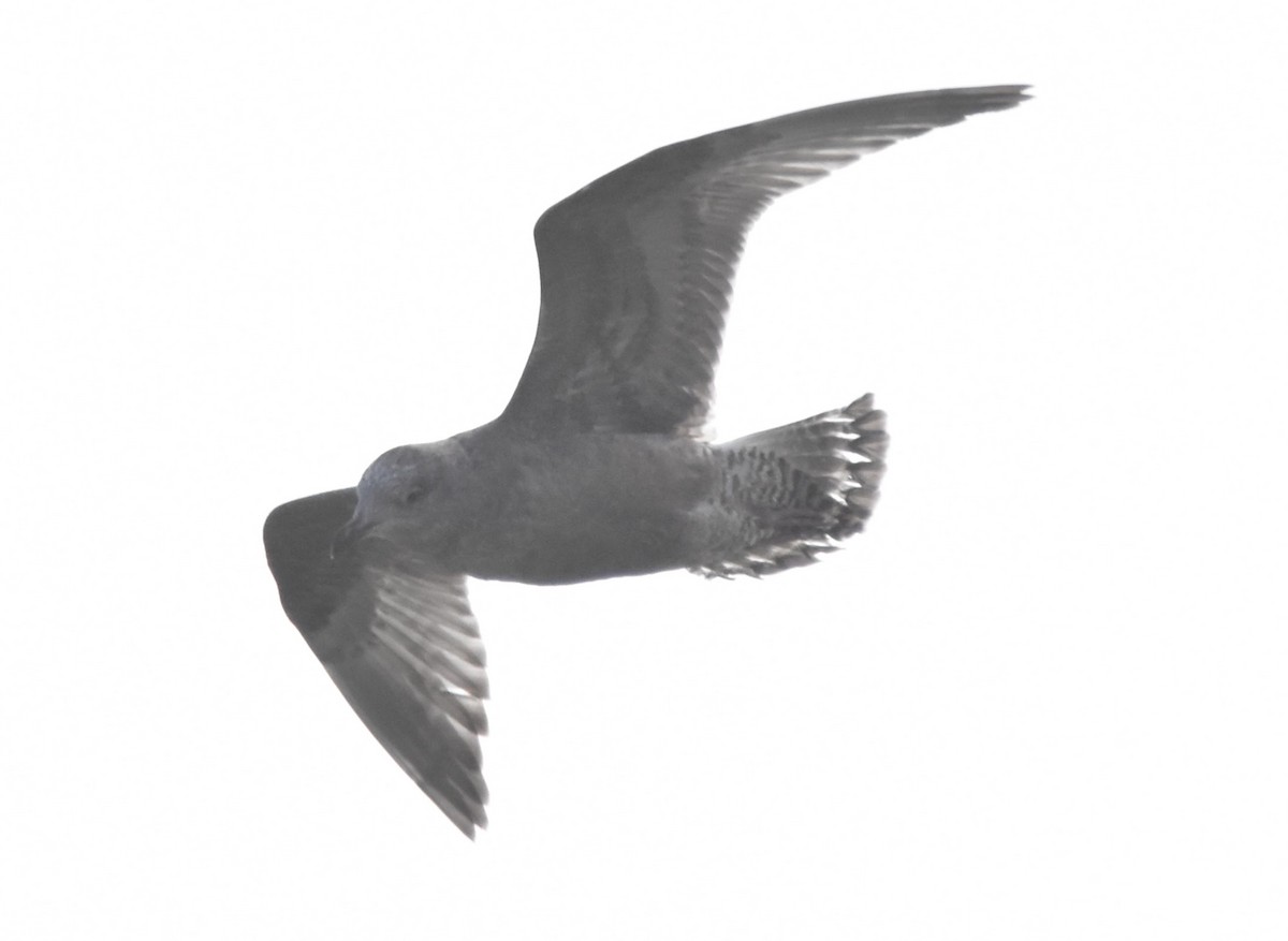 American Herring Gull - ML645700173