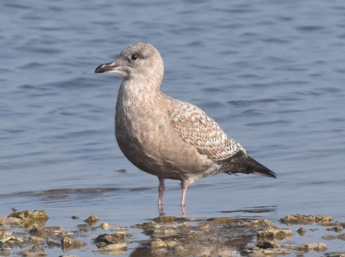 American Herring Gull - ML645700174