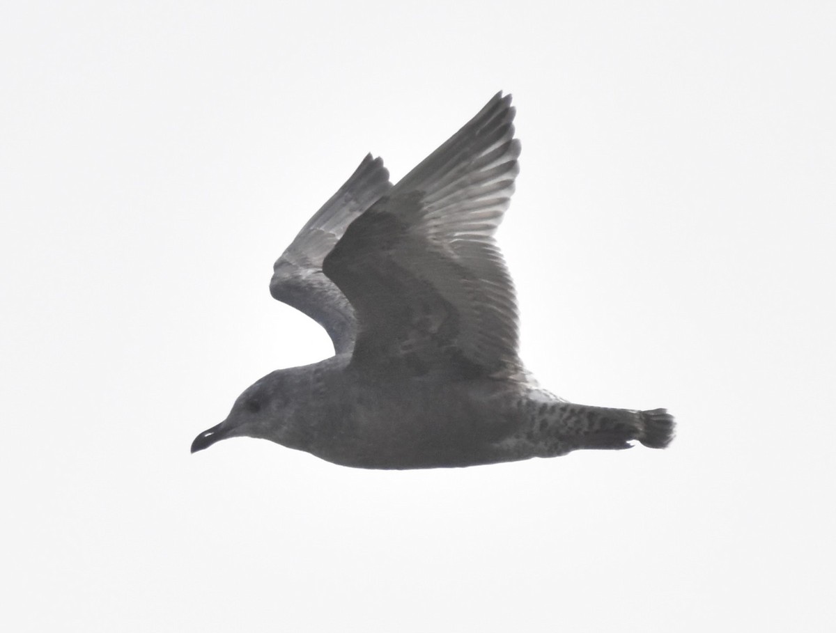 American Herring Gull - ML645700175