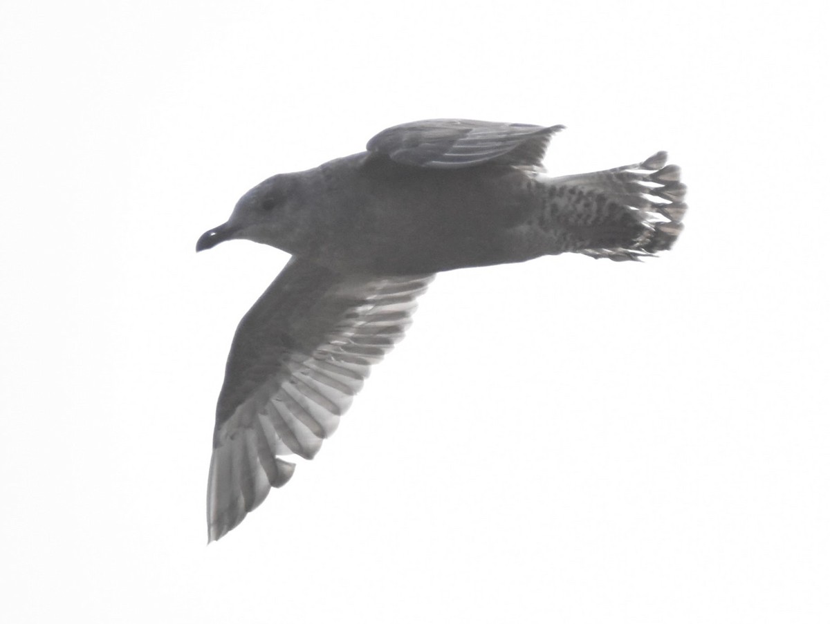 American Herring Gull - ML645700176