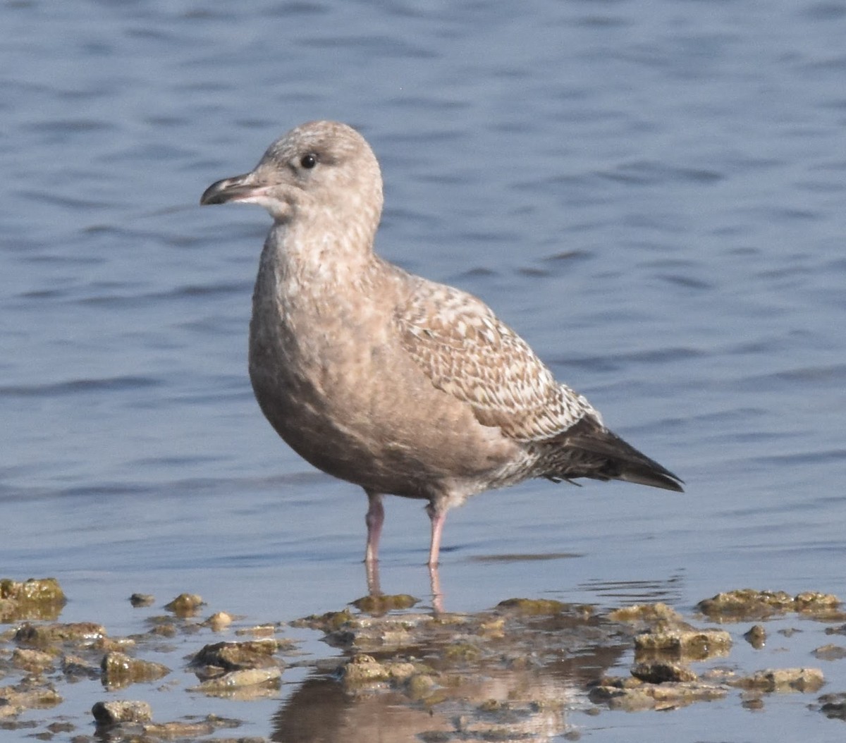 American Herring Gull - ML645700177