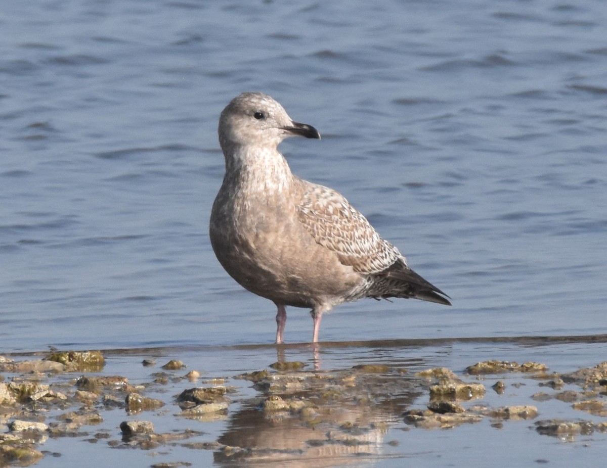 American Herring Gull - ML645700178