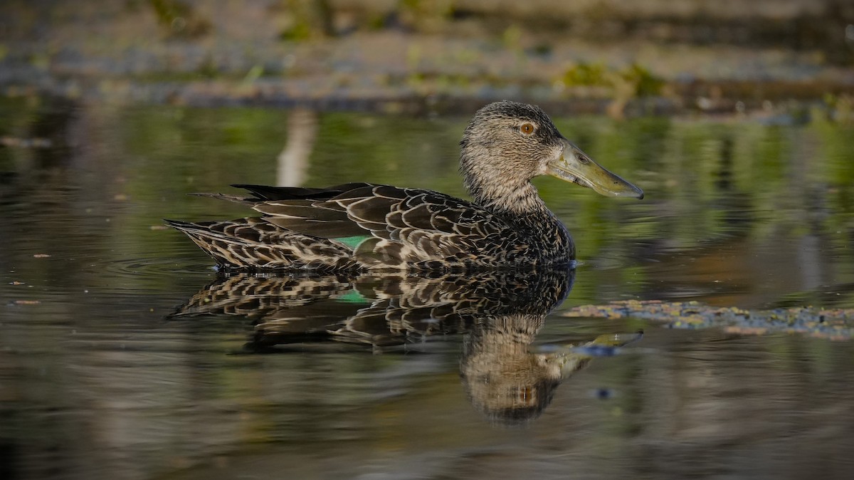 Ahate mokozabal australiarra - ML645700183