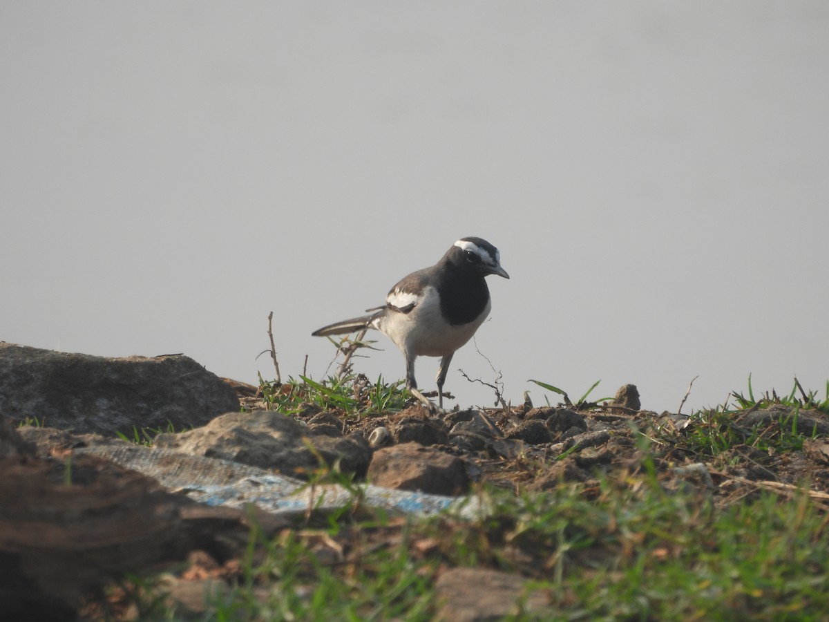 White-browed Wagtail - ML645700196